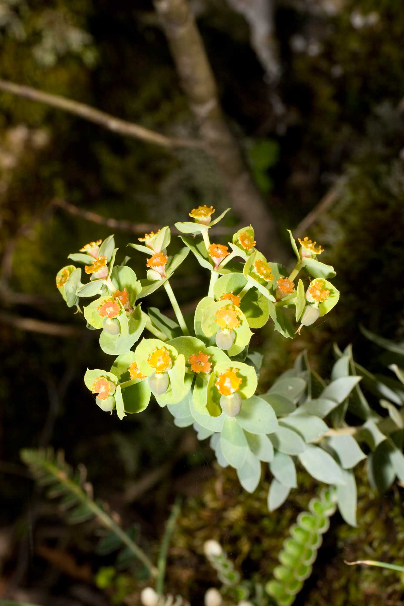 Euphorbia abruzzese - Euphorbia myrsinetes